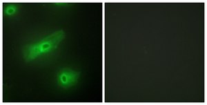 Anti-TALL-2 antibody produced in rabbit affinity isolated antibody