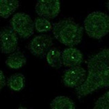 Anti-CHN2 antibody produced in rabbit Prestige Antibodies&#174; Powered by Atlas Antibodies, affinity isolated antibody, buffered aqueous glycerol solution