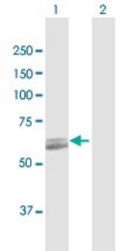 Anti-PCCB antibody produced in rabbit purified immunoglobulin, buffered aqueous solution