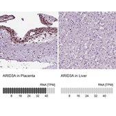 Anti-ARID3A Prestige Antibodies® Powered by Atlas Antibodies, affinity isolated antibody