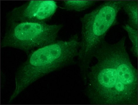 Anti-INCENP antibody produced in rabbit IgG fraction of antiserum, buffered aqueous solution