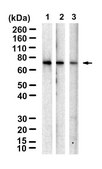 Anti-CARD8 Antibody, clone 1C23 ZooMAb® Rabbit Monoclonal recombinant, expressed in HEK 293 cells