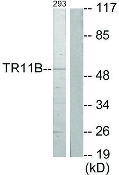 Anti-TR11B antibody produced in rabbit affinity isolated antibody