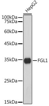 Anti-FGL1 Antibody, clone 5M3E6, Rabbit Monoclonal