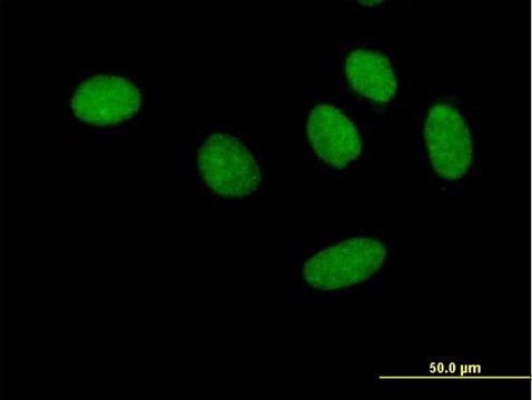 Anti-GTF2F1 antibody produced in mouse purified immunoglobulin, buffered aqueous solution