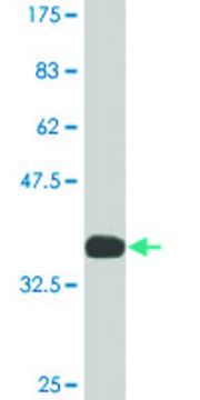 Monoclonal Anti-ATP2A1 antibody produced in mouse clone 2C9, ascites fluid, solution