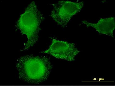 Monoclonal Anti-MARCH9, (C-terminal) antibody produced in mouse clone 2B5, purified immunoglobulin, buffered aqueous solution