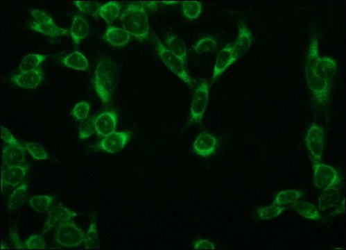 Monoclonal Anti-&#946;-COP antibody produced in mouse clone M3A5, ascites fluid