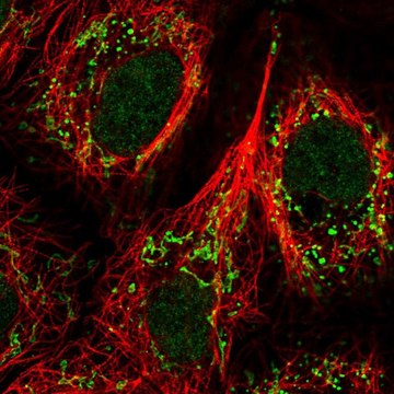 Anti-GPR87 antibody produced in rabbit Prestige Antibodies&#174; Powered by Atlas Antibodies, affinity isolated antibody