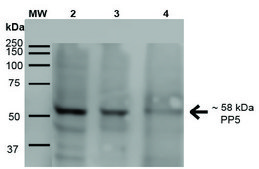 Monoclonal Anti-PP5-Atto 594 antibody produced in mouse clone 2E11