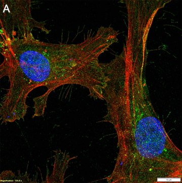 Anti-Neuropilin-1 Antibody, clone 1H21 ZooMAb&#174; Rabbit Monoclonal recombinant, expressed in HEK 293 cells