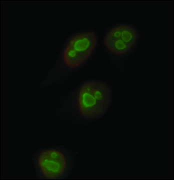 Anti-Nucleolin&#8722;Atto 488 antibody produced in rabbit 1.5-3.0&#160;mg/mL, affinity isolated antibody, buffered aqueous solution