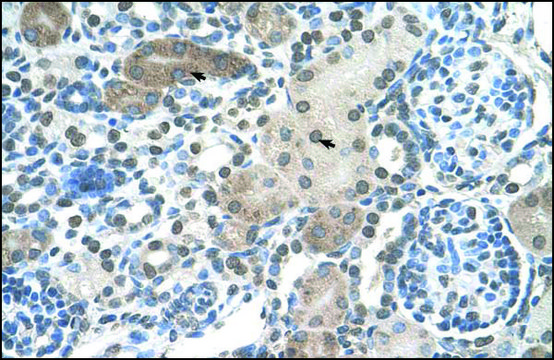 Anti-DLX2 (AB2) antibody produced in rabbit IgG fraction of antiserum