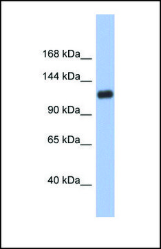 Anti-HIF1A affinity isolated antibody