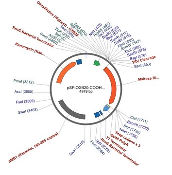 PSF-OXB20-COOH-TEV-MBP - C-TERMINAL MBP TAG BACTERIAL PLASMID plasmid vector for molecular cloning