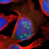 Anti-ZBED9 antibody produced in rabbit Prestige Antibodies® Powered by Atlas Antibodies, affinity isolated antibody, buffered aqueous glycerol solution