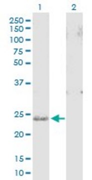 Anti-SNAP25 antibody produced in mouse purified immunoglobulin, buffered aqueous solution