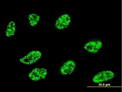 Monoclonal Anti-DLL1 antibody produced in mouse clone 4F8, purified immunoglobulin, buffered aqueous solution