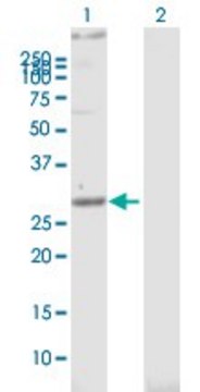 Anti-STOM antibody produced in mouse purified immunoglobulin, buffered aqueous solution