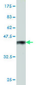 Monoclonal Anti-AKAP8 antibody produced in mouse clone 3D4, purified immunoglobulin, buffered aqueous solution