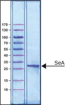 Staphylococcal enterotoxin A from Staphylococcus aureus