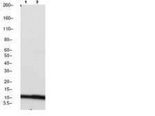Anti-monomethyl-Histone H4 (Lys20) Antibody, clone NL314, rabbit monoclonal culture supernatant, clone NL314, Upstate®