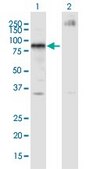 Monoclonal Anti-ZNFN1A4 antibody produced in mouse clone 4E6, ascites fluid