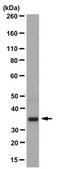 Anti-PL Scramblase 1 Antibody, clone 1A8 clone 1A8, from mouse
