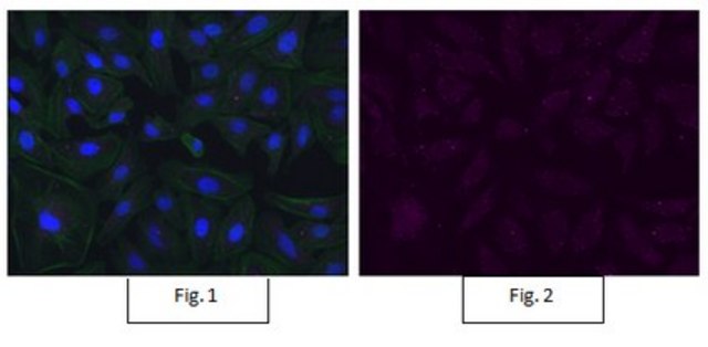 Anti-Bmi-1 Antibody, clone F6, Alexa Fluor&#8482; 647 clone F6, from mouse, ALEXA FLUOR&#8482; 647