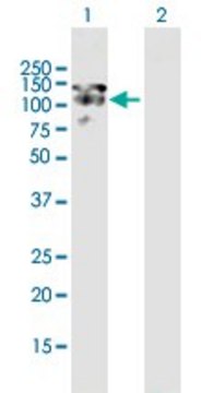 Anti-MAP1S antibody produced in mouse purified immunoglobulin, buffered aqueous solution