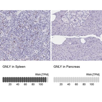 Anti-GNLY antibody produced in rabbit Prestige Antibodies&#174; Powered by Atlas Antibodies, affinity isolated antibody, buffered aqueous glycerol solution