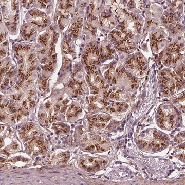 Anti-SEC23B antibody produced in rabbit Prestige Antibodies&#174; Powered by Atlas Antibodies, affinity isolated antibody