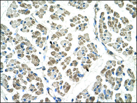 Anti-EGFL8 antibody produced in rabbit IgG fraction of antiserum