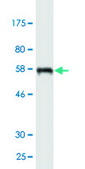 Monoclonal Anti-BKV VP1 antibody produced in mouse clone 3B2, purified immunoglobulin