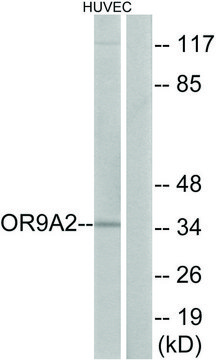 Anti-OR9A2 antibody produced in rabbit affinity isolated antibody