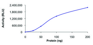 PI4K2B, active, GST tagged human PRECISIO® Kinase, recombinant, expressed in baculovirus infected Sf9 cells, ≥70% (SDS-PAGE), buffered aqueous glycerol solution
