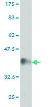 Monoclonal Anti-EPHA2 antibody produced in mouse clone 6F8, purified immunoglobulin, buffered aqueous solution