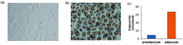 3T3-L1分化试剂盒 Sufficient for 100 mL differentiation medium