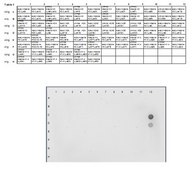 Anti-acetyl-Histone H4 (Lys12) Antibody, Trial Size, rabbit monoclonal culture supernatant, Chemicon®