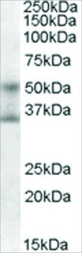 Anti-FOXA1/HNF3A antibody produced in goat affinity isolated antibody, buffered aqueous solution