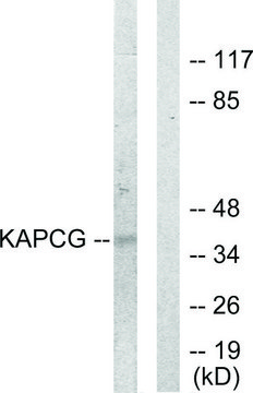 Anti-KAPCG antibody produced in rabbit affinity isolated antibody