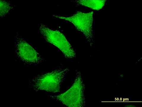 Monoclonal Anti-CNTN4 antibody produced in mouse clone 4B10, purified immunoglobulin, buffered aqueous solution