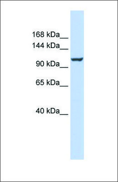 Anti-ATP2B4 antibody produced in rabbit affinity isolated antibody