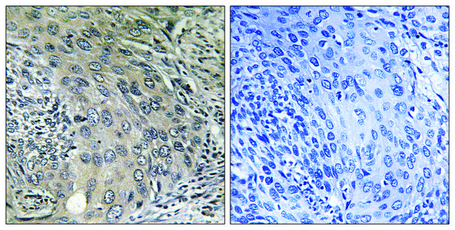 Anti-COPZ1 antibody produced in rabbit affinity isolated antibody