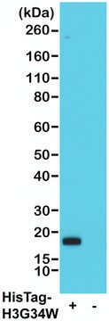 Anti-His-Tag-Biotin antibody, Rabbit monoclonal recombinant, expressed in HEK 293 cells, clone RM146, purified immunoglobulin