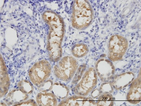 Monoclonal Anti-ALDH1L1 antibody produced in mouse clone 3E9, purified immunoglobulin, buffered aqueous solution