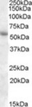 Anti-PTGER3/EP3 antibody produced in goat affinity isolated antibody, buffered aqueous solution