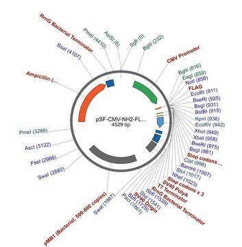 pSF-CMV-NH2-FLAG plasmid vector for molecular cloning