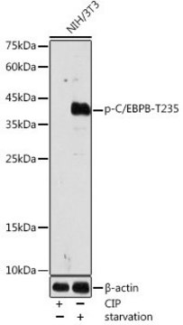 Anti-Phospho-C/EBPB-T235 antibody produced in rabbit