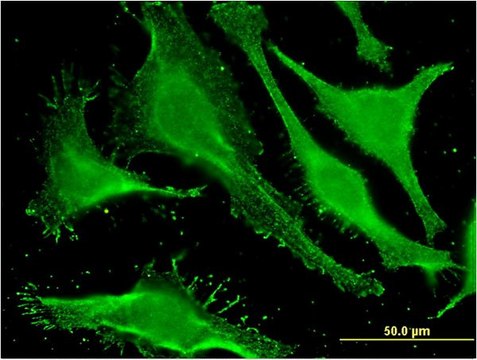 Monoclonal Anti-SBLF antibody produced in mouse clone 1F3, purified immunoglobulin, buffered aqueous solution